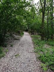 footpath in the woods