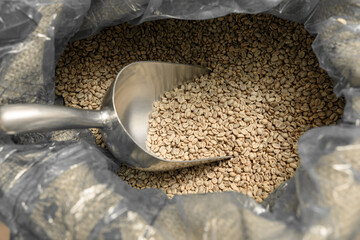 raw coffee testing before roast