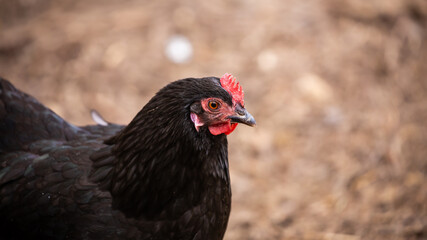 A black hen is walking around a rural farm. Close-up of the neck and head. Ecological poultry farming. Picture taken on a cloudy day, soft light.