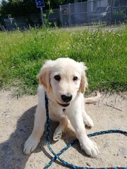 golden retriever puppy