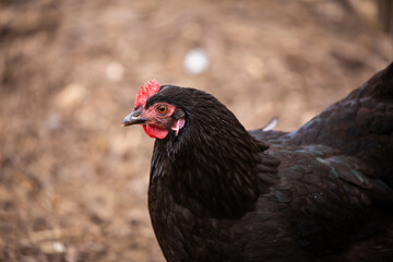 A black hen is walking around a rural farm. Close-up of the neck and head. Ecological poultry farming. Picture taken on a cloudy day, soft light.