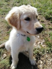 golden retriever puppy