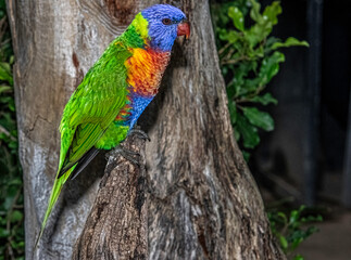 Colourful Rosella