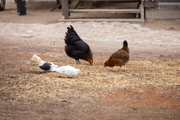 A group of chickens and pigeons dig into the ground in search of food in a farmyard. Ecological poultry farming. Picture taken on a cloudy day, soft light.