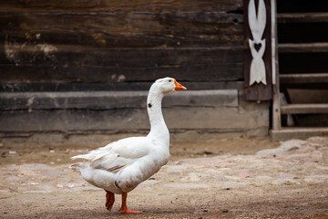 A white domestic goose walks around a rural farmyard. Ecological poultry farming. Picture taken on a cloudy day, soft light.