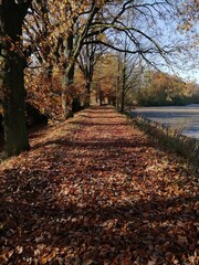autumn in the park