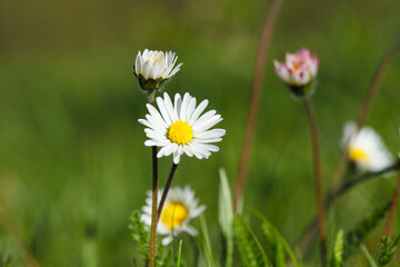 Fototapeta premium Chamomile flowers in a field close-up, bokeh effect