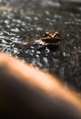 The grass frog sits in the river in front of the branch