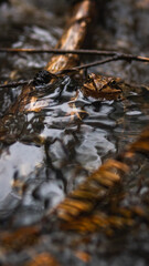 The grass frog sits in the river in front of the branch