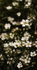 White flower among other flowers
