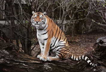 Tiger resting in the zoo
