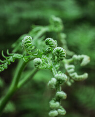 Young green fern © Jakub