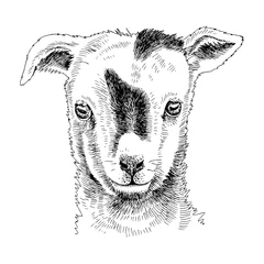 Fotobehang Hand drawn portrait of funny Goat baby © Marina Gorskaya