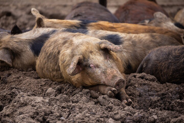 Obraz premium Happy pigs lying in the mud in the yard. Soft light, cloudy day.