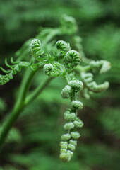 Young green fern © Jakub