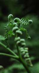 Young green fern