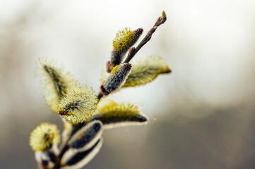 Wierzba (Salix L.) © Sebastian
