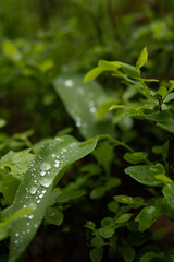 Drops of water after rain on long green leaves