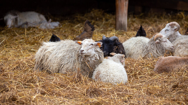 Sheeps lazily lying in the hay in the yard. Picture taken on a cloudy day, soft light.
