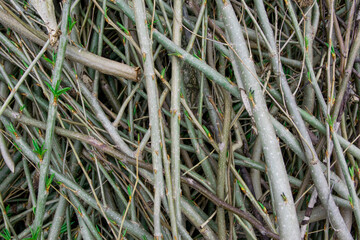 Felled tree branches. Woodworking. Wallpapper. Lines pattern.