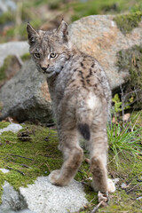 Lynx in green forest with tree trunk. Wildlife scene from nature. Playing Eurasian lynx, animal behaviour in habitat. Wild cat from Germany. Wild Bobcat between the trees