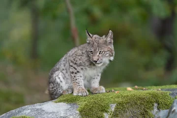 Outdoor kussens Lynx in green forest with tree trunk. Wildlife scene from nature. Playing Eurasian lynx, animal behaviour in habitat. Wild cat from Germany. Wild Bobcat between the trees © vaclav