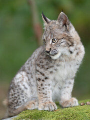 Lynx in green forest with tree trunk. Wildlife scene from nature. Playing Eurasian lynx, animal behaviour in habitat. Wild cat from Germany. Wild Bobcat between the trees