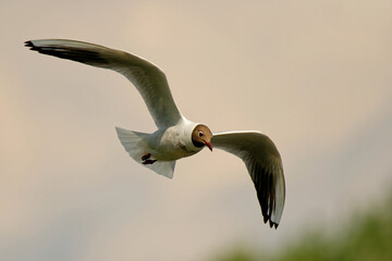 Lachmöwe im Flug