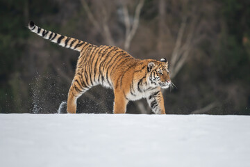 Siberian Tiger running in snow. Beautiful, dynamic and powerful photo of this majestic animal. Set in environment typical for this amazing animal. Birches and meadows
