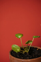 young money plant with water drops 