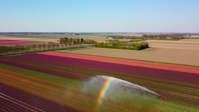 Tulips in red and pink growing in a field with an agricultural irrigation sprinkler spraying water during a spring day. Drone point of view from above.