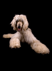 Afghan Hound puppy dog laying isolated on a black background