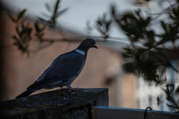 bird on a balcony fence