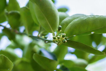 Obraz premium Close-up of green baby limes hanging from the branches and leaves on the lime tree.Blurred background
