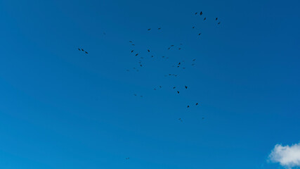 Alte Häuser in Ausserschwand, Adelboden. Ferienhäuser und alte Bauernhäuser in den Schweizer Bergen. travel in the Swiss mountains, with flying jackdaws, mountain jackdaws