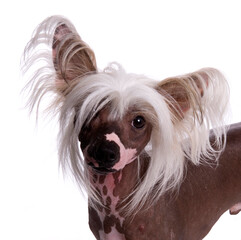 Chinese Crested dog portrait isolated on a white background