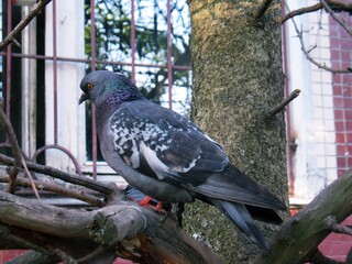 pigeon