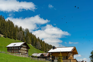 Alte Häuser in Ausserschwand, Adelboden. Ferienhäuser und alte Bauernhäuser in den Schweizer Bergen. travel in the Swiss mountains, with flying jackdaws, mountain jackdaws