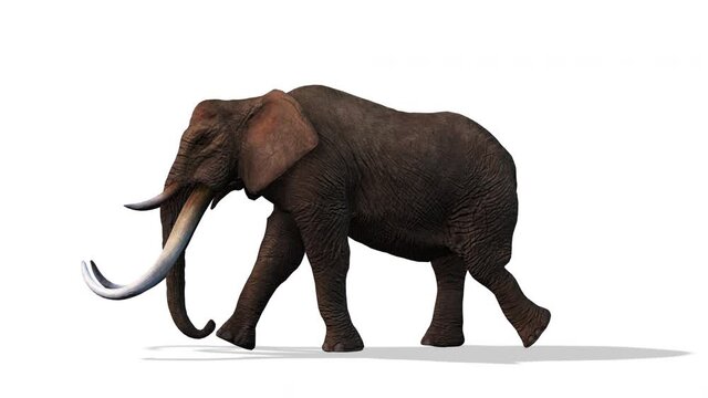 Elephant Walking, Side View Seamless Loop, White Background