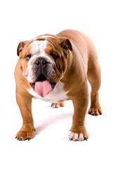 Fototapeta premium English Bulldog standing isolated on a white background