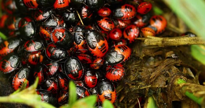 Macro video of Stink  Bug(Pentatomidae) nymphs in a cluster.