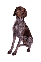 German Pointer dog sitting isolated on a white background