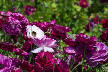 Purple cultivated flowers garden buttercups close up