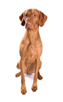 Hungarian Vizsla Dog Isolated On A White Background