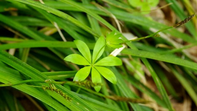 春のクルマバソウの白い花５月