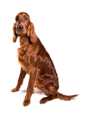 Irish Red Setter dog sitting isolated on a white background