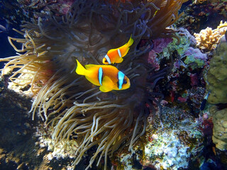 Fototapeta na wymiar Two orange clownfish (Anemone fish) in anemone soft coral. Pair of bright striped marine tropical fish in natural habitat in Red Sea, Egypt. Amazing symbiosis in nature. Underwater diving photo.