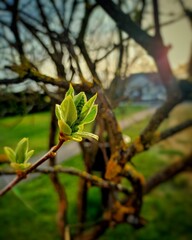 spring is coming