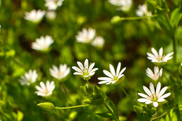Green grass and chamomiles in the nature.