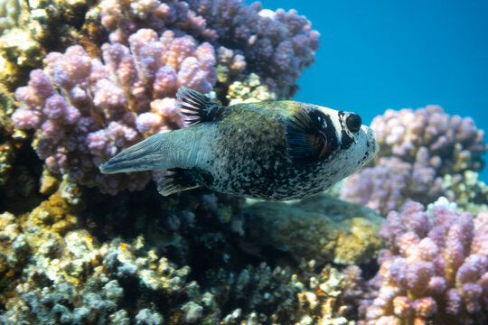 Tropical fish in the ocean. Masked Puffer. Ugly Puffer Fish in Red Sea near coral reef. Unusual tropical bright fish in blue ocean lagoon water. Underwater beautiful diversity. Diving photo.